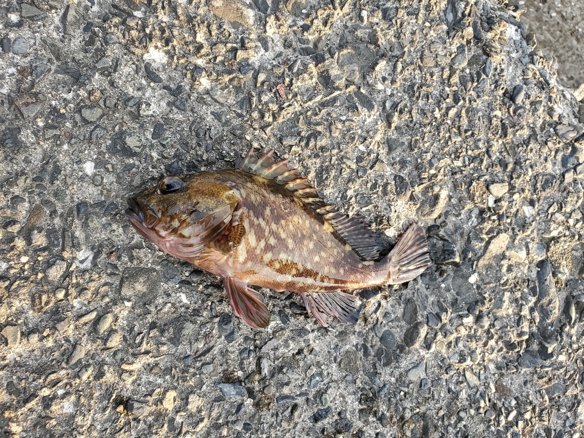 ライトショアフィッシングって言うの 穴釣りなんだけど 品川区の町工場のブログ 柴田製作所のしばチャンの