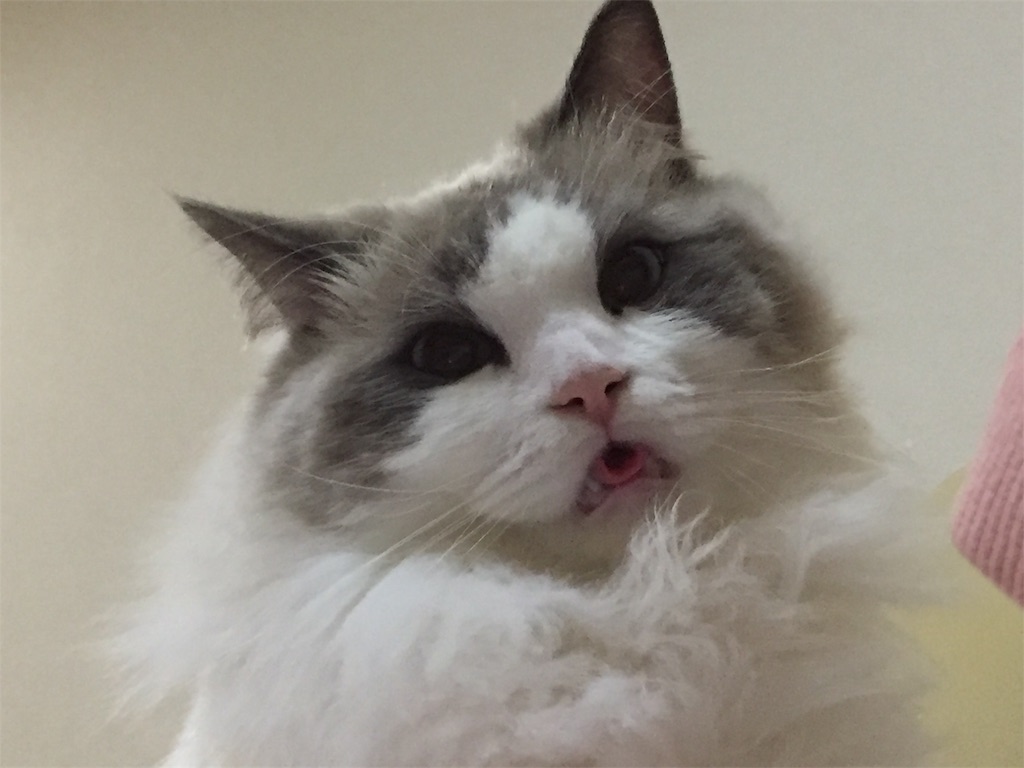 f:id:mmoririn:20190425004246j:image