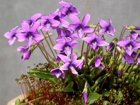 f:id:mmpolo:20080316122549j:image