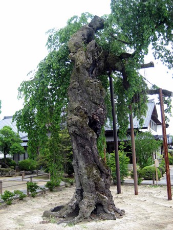 f:id:mmpolo:20080518143359j:image