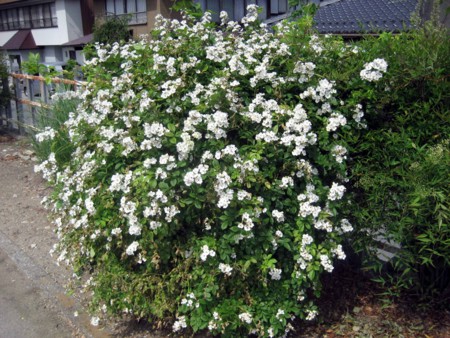 f:id:mmpolo:20090523142525j:image