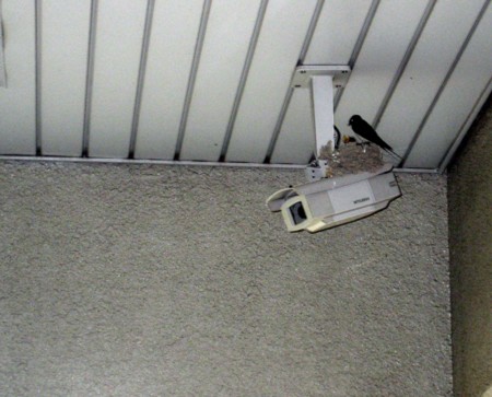 f:id:mmpolo:20090802100002j:image