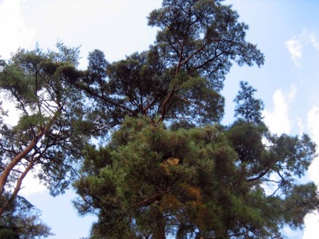 f:id:mmpolo:20091115101431j:image