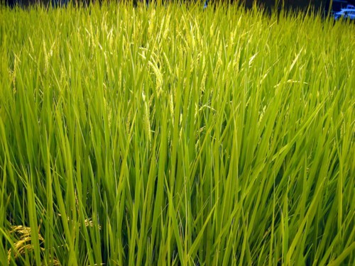 f:id:mmpolo:20100707172639j:image