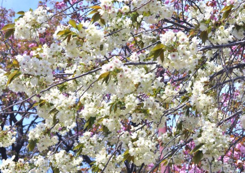 f:id:mmpolo:20110417012859j:image