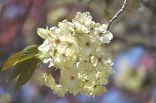 f:id:mmpolo:20110417012922j:image