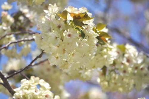 f:id:mmpolo:20110417012946j:image