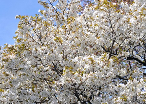 f:id:mmpolo:20110417013211j:image