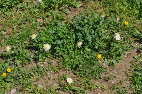f:id:mmpolo:20110417014732j:image
