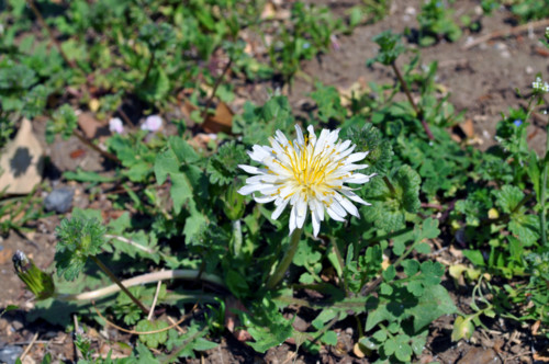 f:id:mmpolo:20110417014800j:image