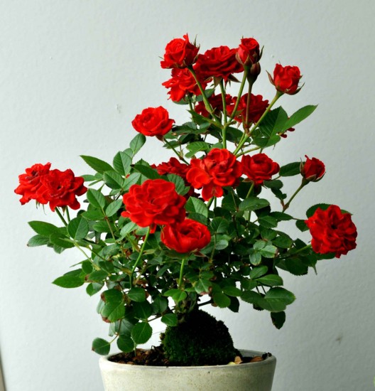 f:id:mmpolo:20110602214512j:image