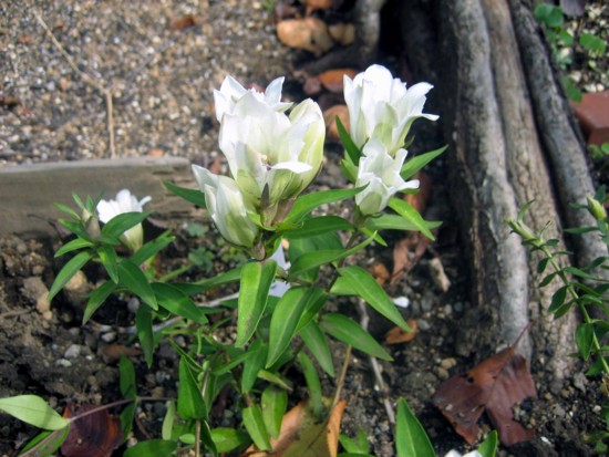 f:id:mmpolo:20111030110950j:image