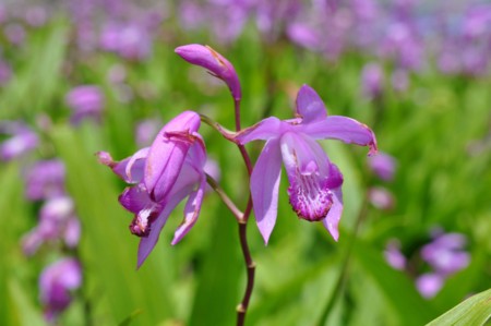f:id:mmpolo:20120522054731j:image:w360
