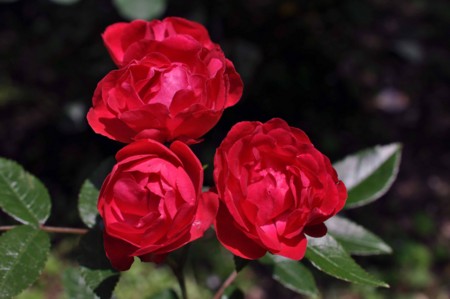 f:id:mmpolo:20120522054818j:image:w360
