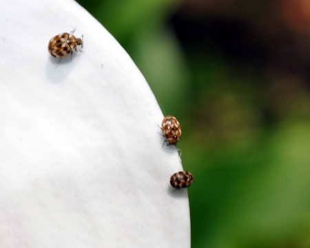 f:id:mmpolo:20120601060844j:image