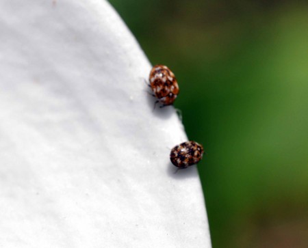 f:id:mmpolo:20120601060845j:image