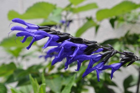f:id:mmpolo:20120626060858j:image