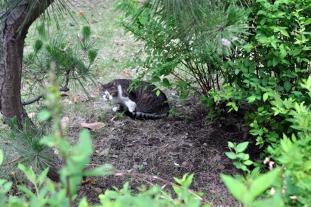 f:id:mmpolo:20120626060901j:image