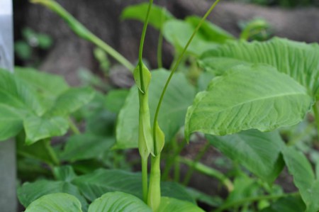 f:id:mmpolo:20120702000831j:image