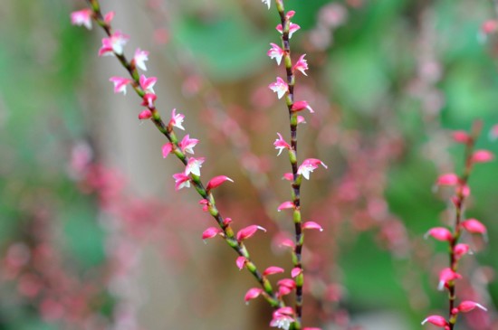 f:id:mmpolo:20121017055918j:image
