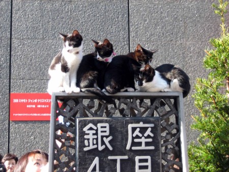 銀座の歩行者天国の猫 Mmpoloの日記