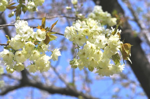 f:id:mmpolo:20130405000833j:image