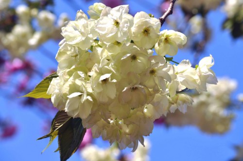 f:id:mmpolo:20130405000834j:image