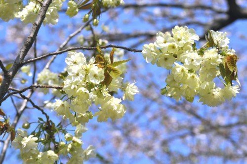 f:id:mmpolo:20130405000835j:image