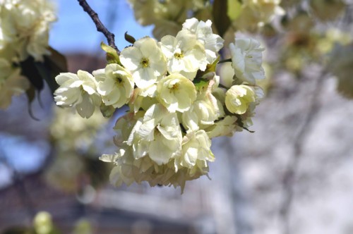 f:id:mmpolo:20130405000836j:image