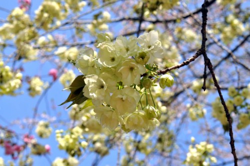 f:id:mmpolo:20130405000837j:image