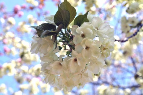 f:id:mmpolo:20130405000838j:image