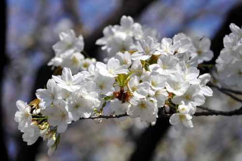 f:id:mmpolo:20130405000839j:image