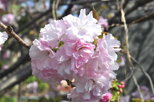f:id:mmpolo:20130405000840j:image