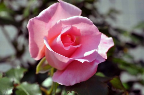 f:id:mmpolo:20130507004204j:image