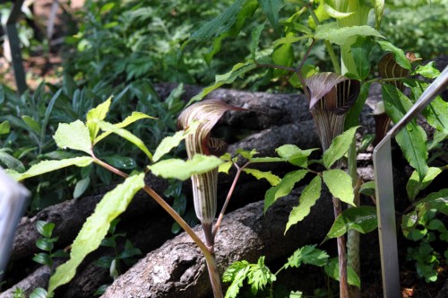 f:id:mmpolo:20130509000610j:image