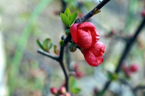 f:id:mmpolo:20140318100514j:image