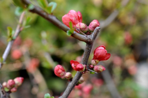 f:id:mmpolo:20140318100515j:image