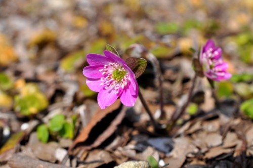 f:id:mmpolo:20140318100517j:image
