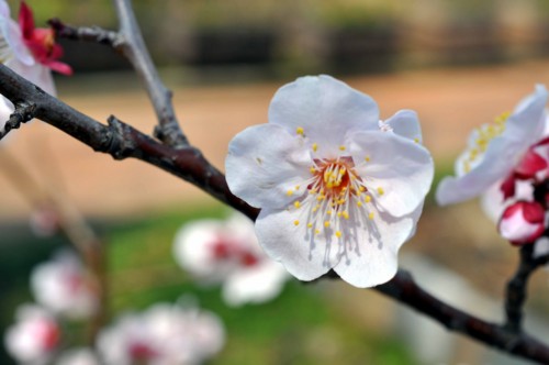 f:id:mmpolo:20140318100518j:image