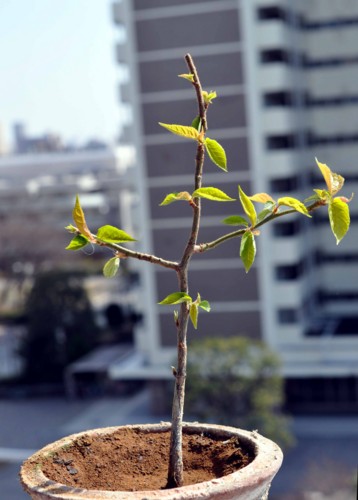 f:id:mmpolo:20140324000943j:image