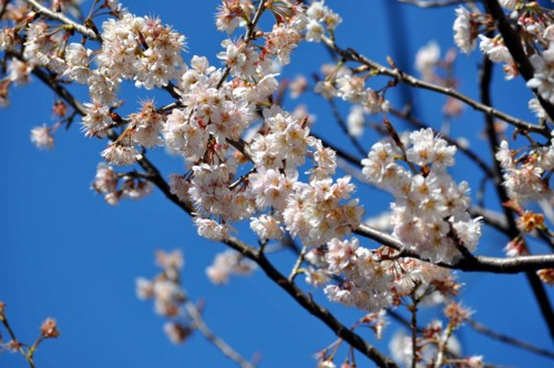 f:id:mmpolo:20140324000946j:image