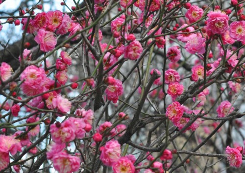 f:id:mmpolo:20150101023055j:image