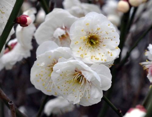 f:id:mmpolo:20150101023056j:image