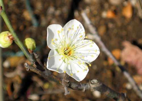 f:id:mmpolo:20150101023057j:image