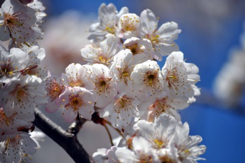 f:id:mmpolo:20150318122728j:image