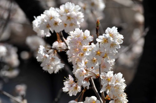 f:id:mmpolo:20150318122729j:image