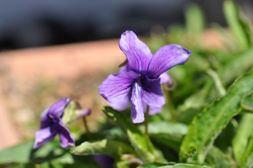 f:id:mmpolo:20150318122730j:image