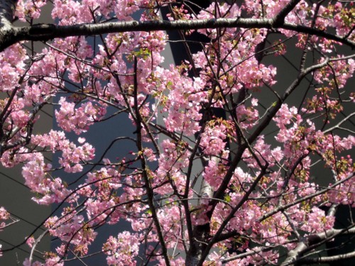 f:id:mmpolo:20150318122731j:image