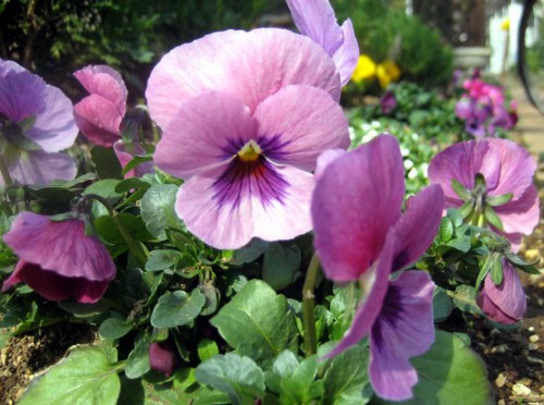 f:id:mmpolo:20150318122735j:image