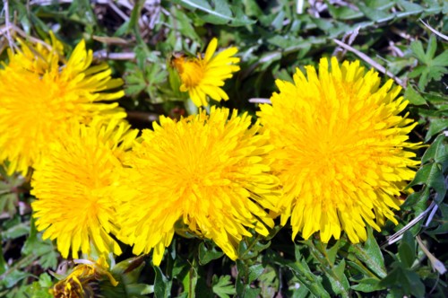 f:id:mmpolo:20150324092017j:image